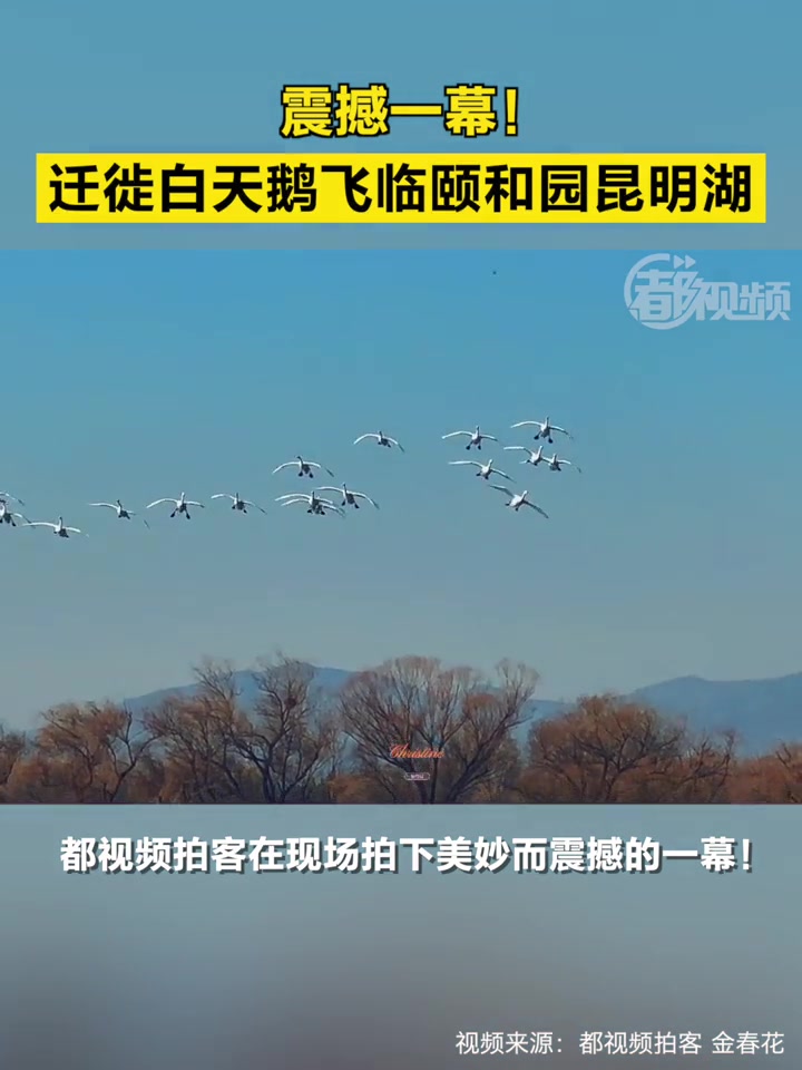 「震撼一幕!迁徙白天鹅飞临颐和园昆明湖」3月3日,北京。数十只迁徙的白天鹅,降落在颐和园昆