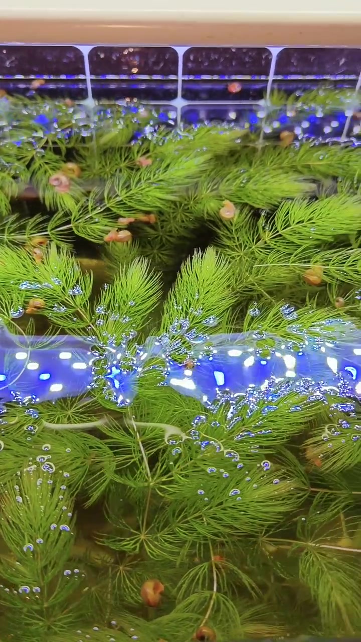 金鱼藻,苹果螺快速繁殖方法