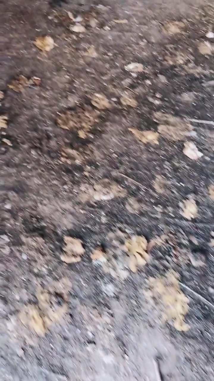 散养鸡球虫多发!球虫主要分为小肠球虫和盲肠球虫。治疗起来用药也是有区别:小肠球虫主要表现西