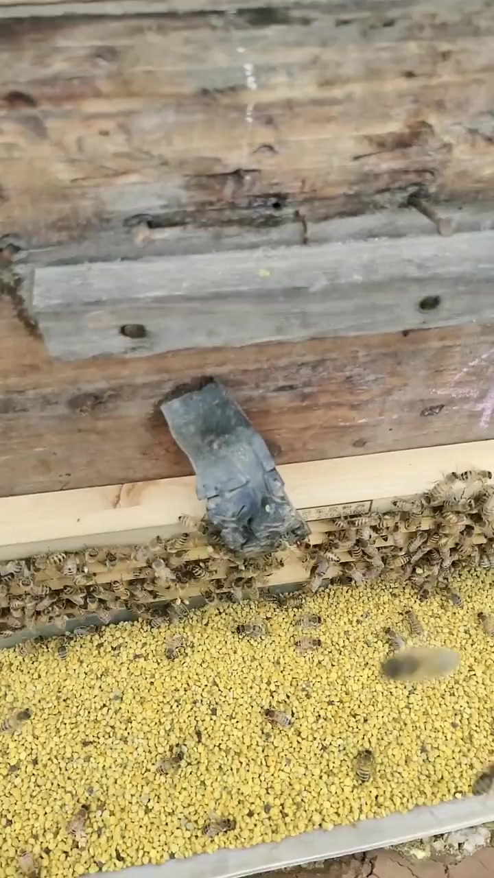 蜂花粉,植物的精髓,更年期女性必备,前列康的主要成分也是它。