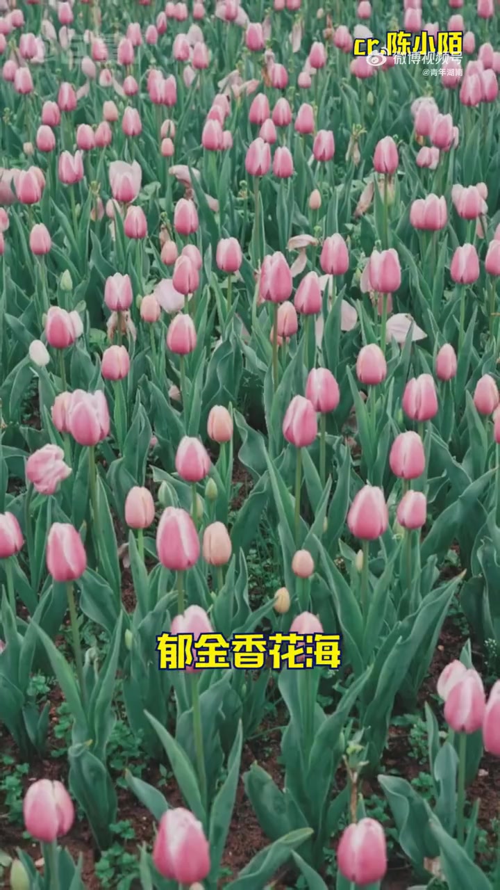 总要在春天来一趟长沙吧看看湖南省植物园里的郁金香花海,湘府路大桥下的油菜花田……我国多地将