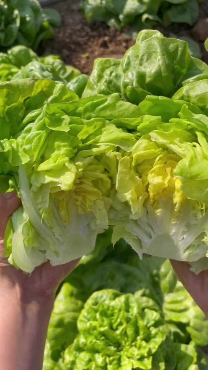 这样种生菜不苦倍儿好吃。家庭种植 种菜 田园生活 蔬菜种植