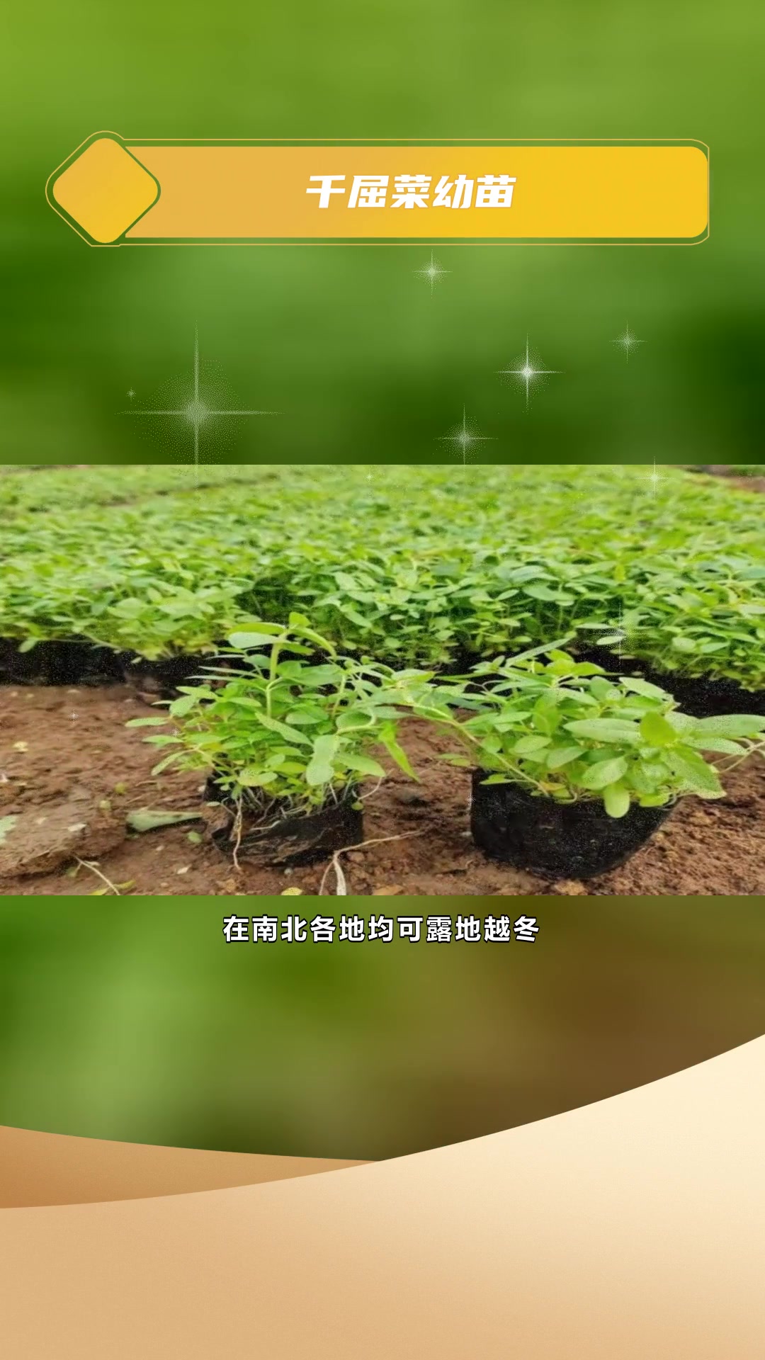 千屈菜种植