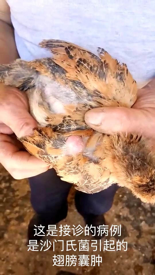 接诊病例☞☞沙门氏菌 大群陆陆续续出现小鸡蔫鸡,个别出现瘫腿,关节囊肿,翅膀囊肿,粪便稀白