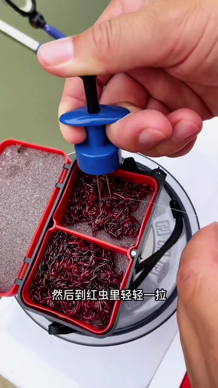 解锁红虫正确挂钩方法,学会的钓友秋冬天钓鱼天天中鱼,喜欢的点赞收藏