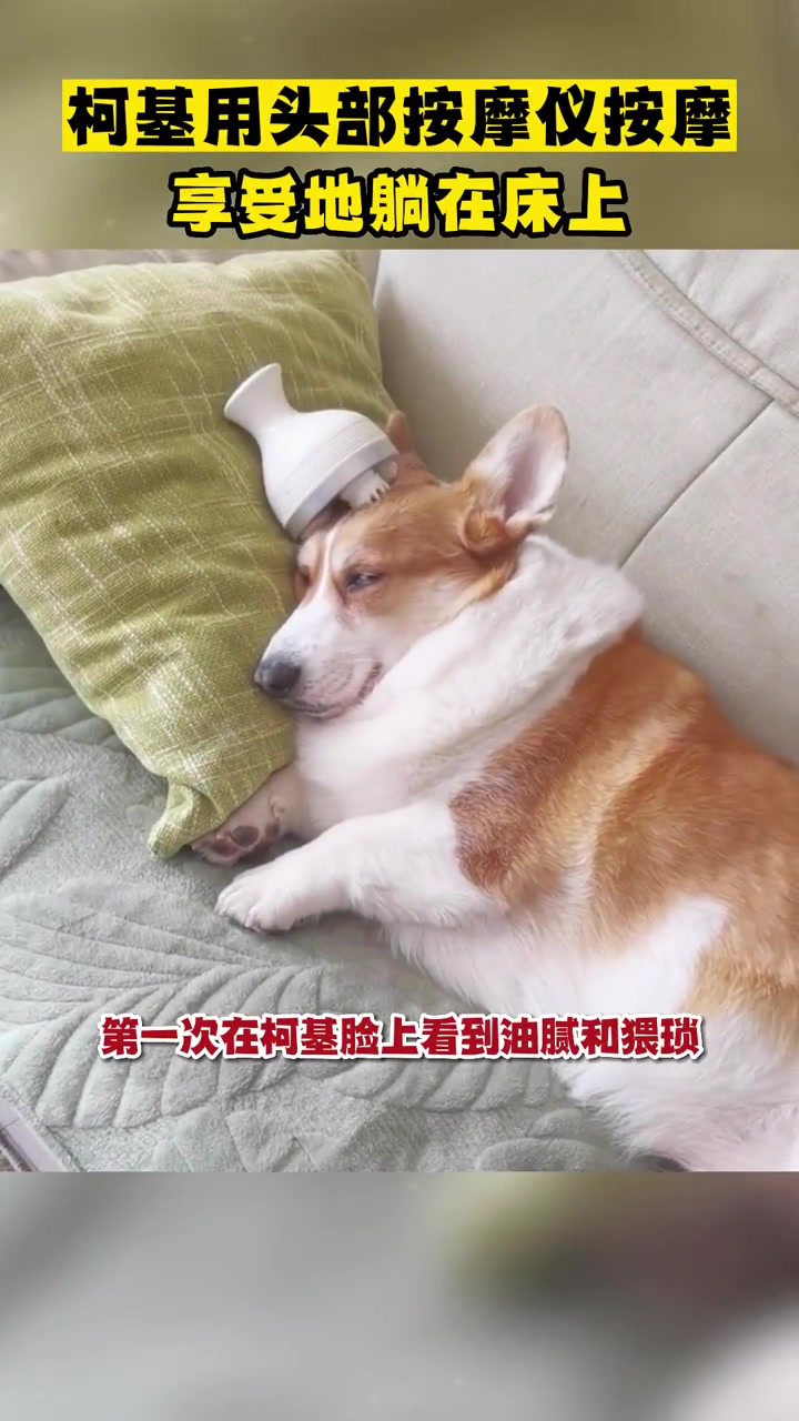柯基用头部按摩仪按摩,享受的躺在床上。网友:第一次在柯基脸上看到油腻。不可思议 狗子成精了