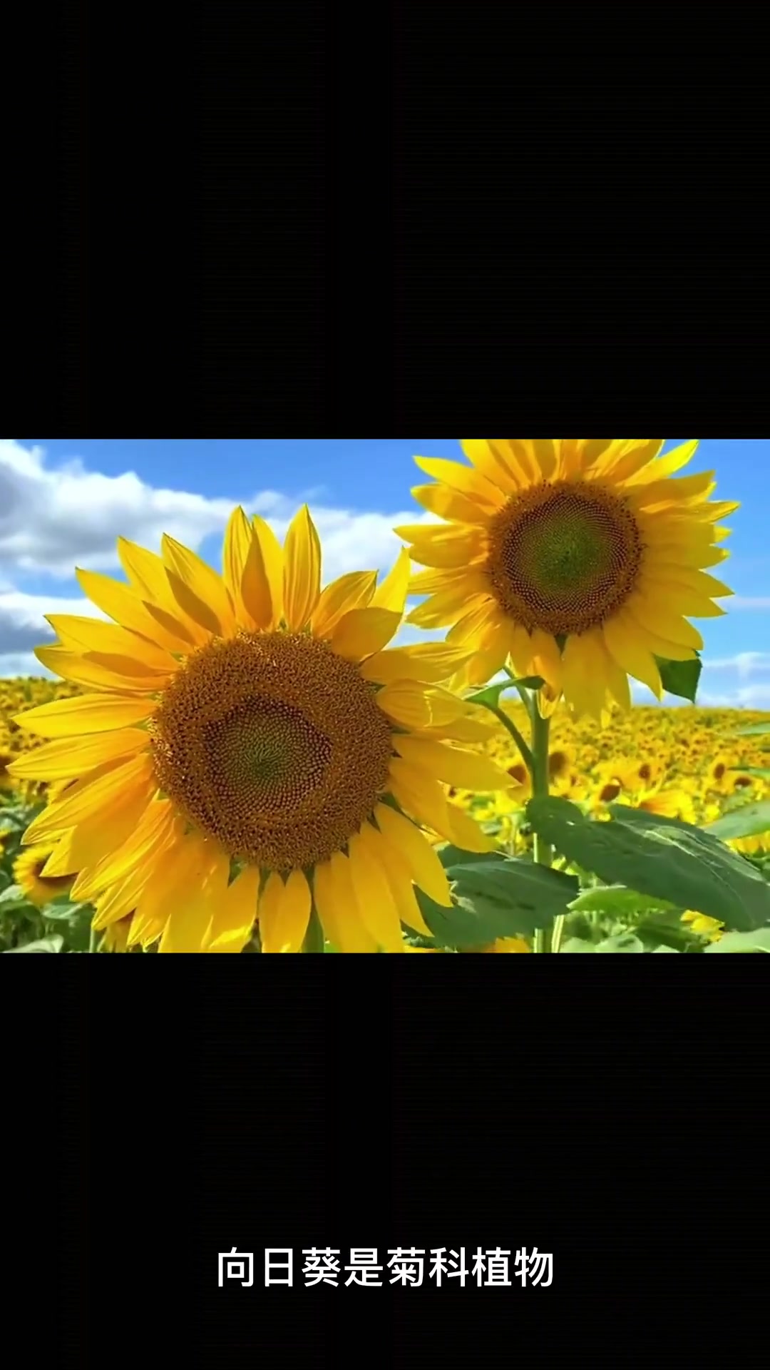 不会有人不知道瓜子是怎么来的吧?打瓜子 植物 韭菜 科普 韭菜的生长速度有多快