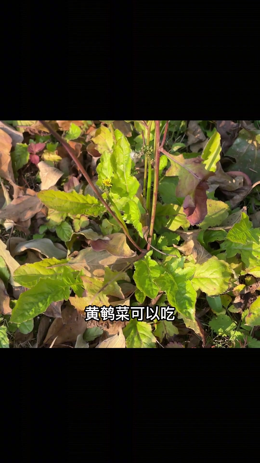 疫情小区被封,绿化带哪些野菜可以吃?野菜 隔离 苜蓿 蒲公英 荠菜 植物科普