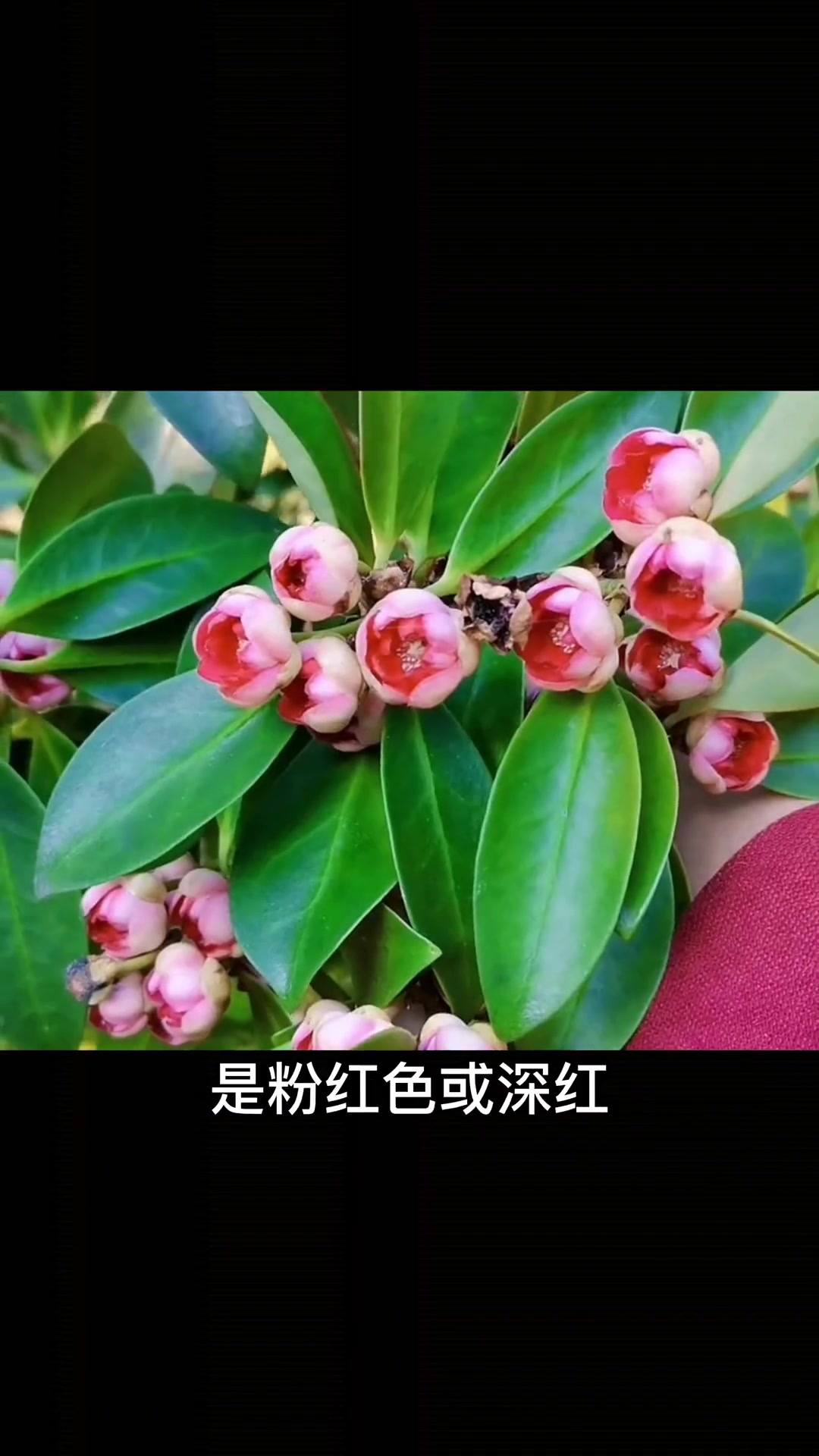 这些香料在树上是什么样?自然 植物 香料 桂皮 八角