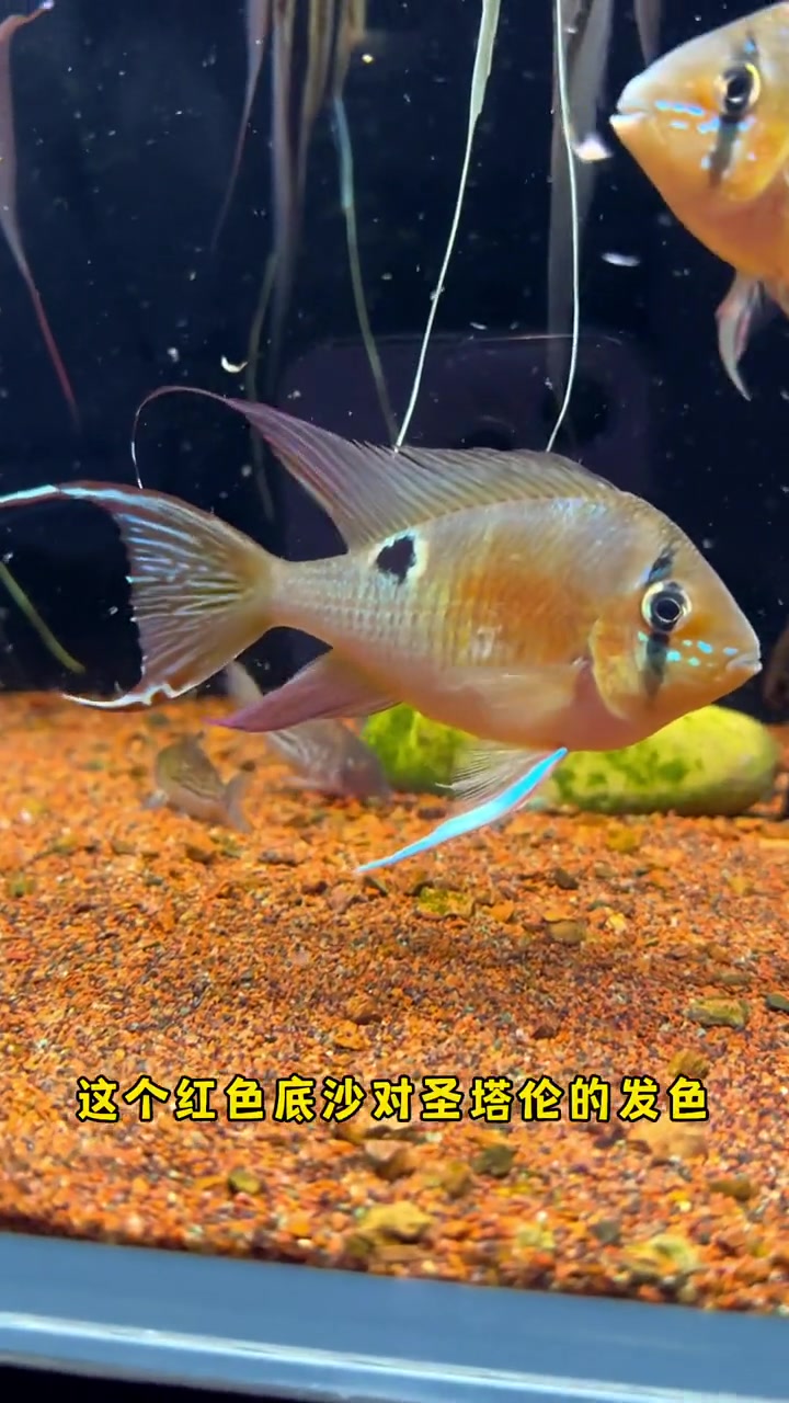 圣塔伦拉丝小技巧～圣塔伦月亮宝石 热带鱼 养鱼日记 南美缸 热门视频