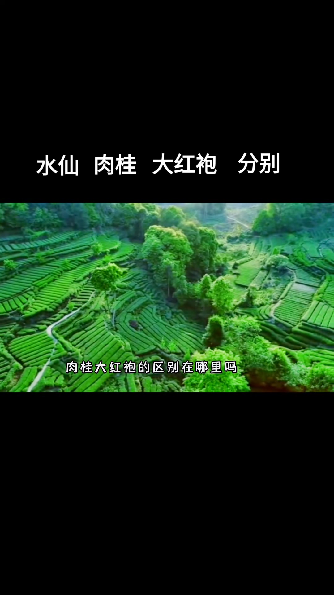 水仙,肉桂,大红袍的区别是什么?