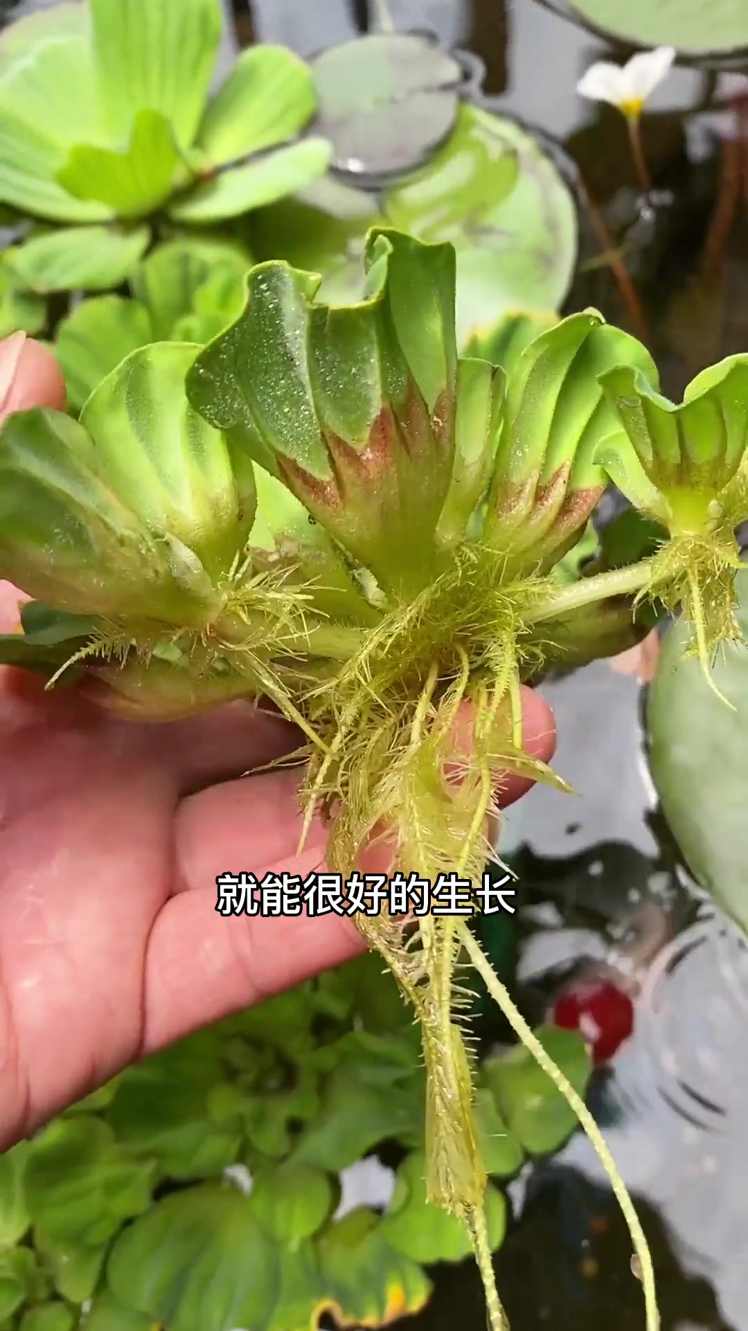 家有鱼池,鱼缸,都可以养一些 浮萍 水生植物 好看好养还开