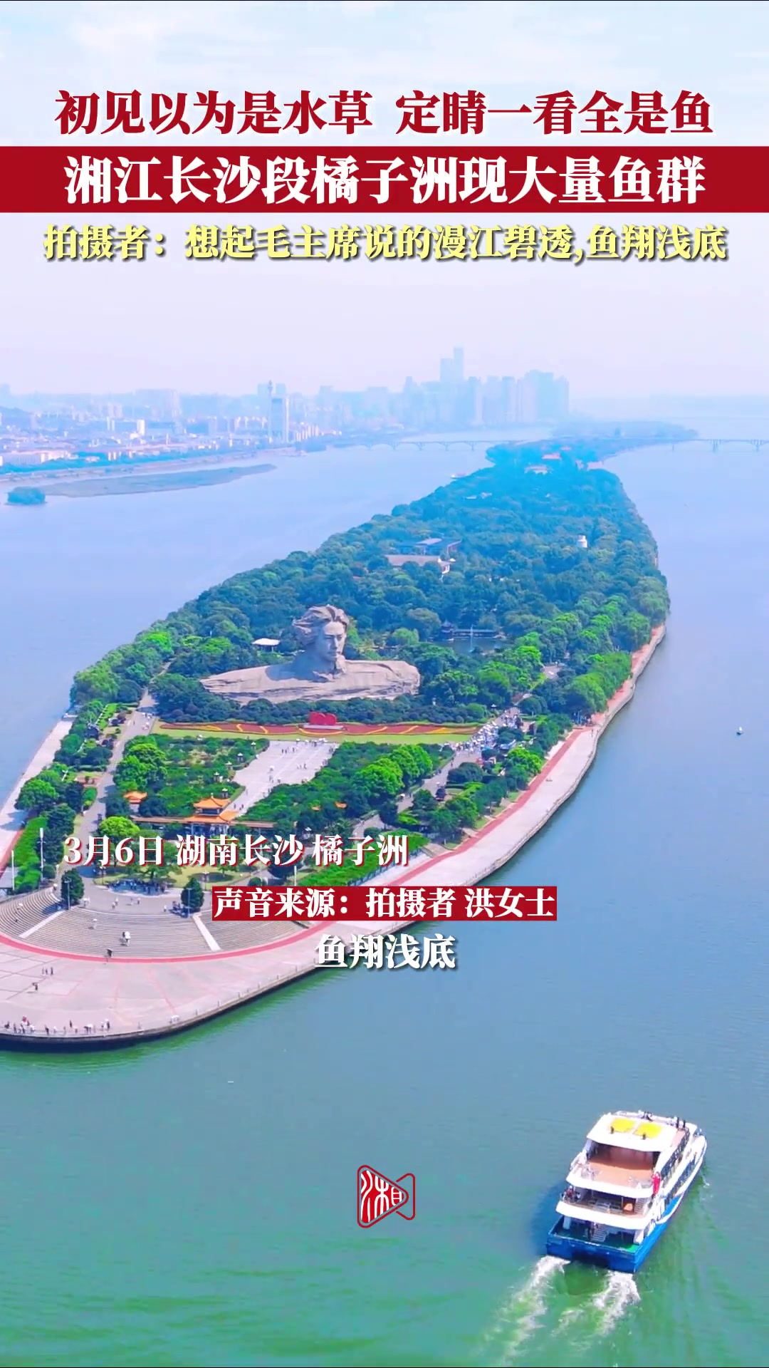 湘江长沙段橘子洲现大量鱼群 游客:想起毛主席说的“漫江碧透,鱼翔浅底”