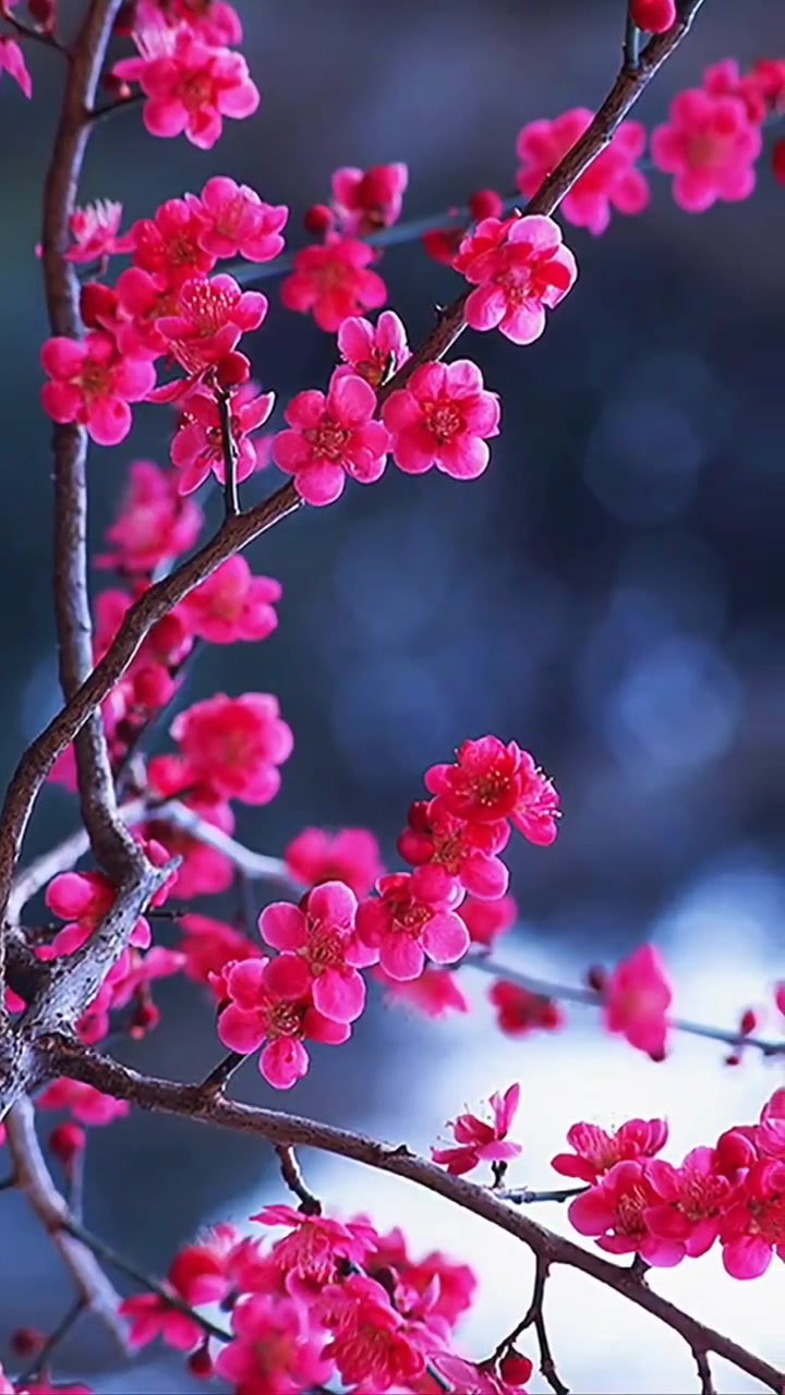 最好的放生,是放过自己!人生感悟 诵读 语录 梅花