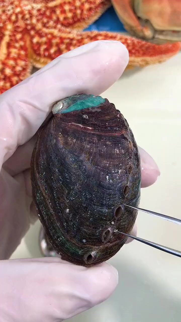 鲍鱼都有哪些地方不能吃,您知道吗?