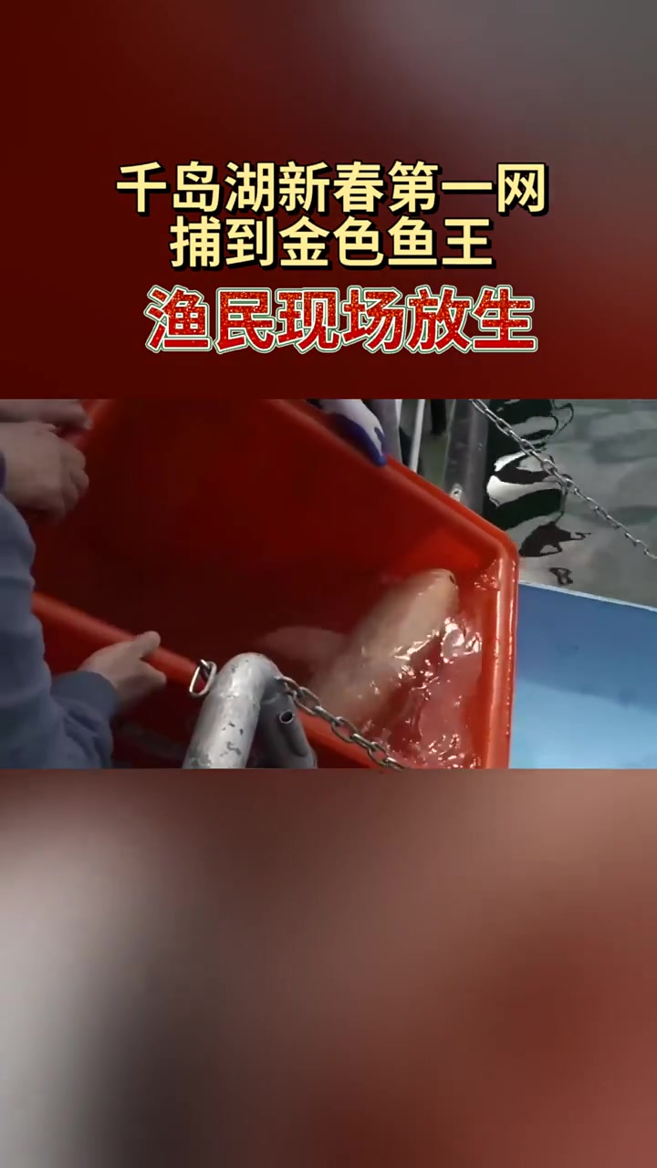 千岛湖新春第一网捕到金色鱼王,现场放生!渔民:捕到就放生,从来没吃过鱼王