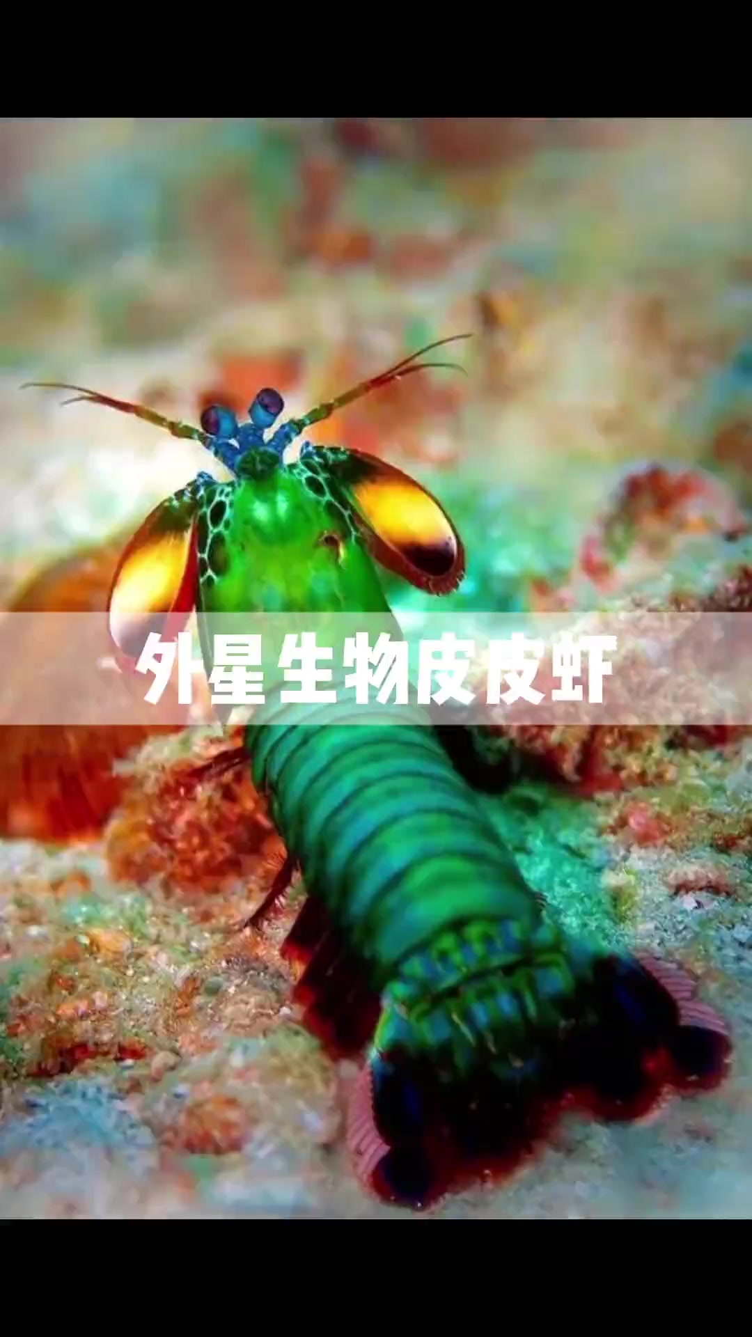 号称外星生物的皮皮虾,一拳能打倒一头牛,它到底有多厉害?超过你的想象!科普 百科知识 皮皮