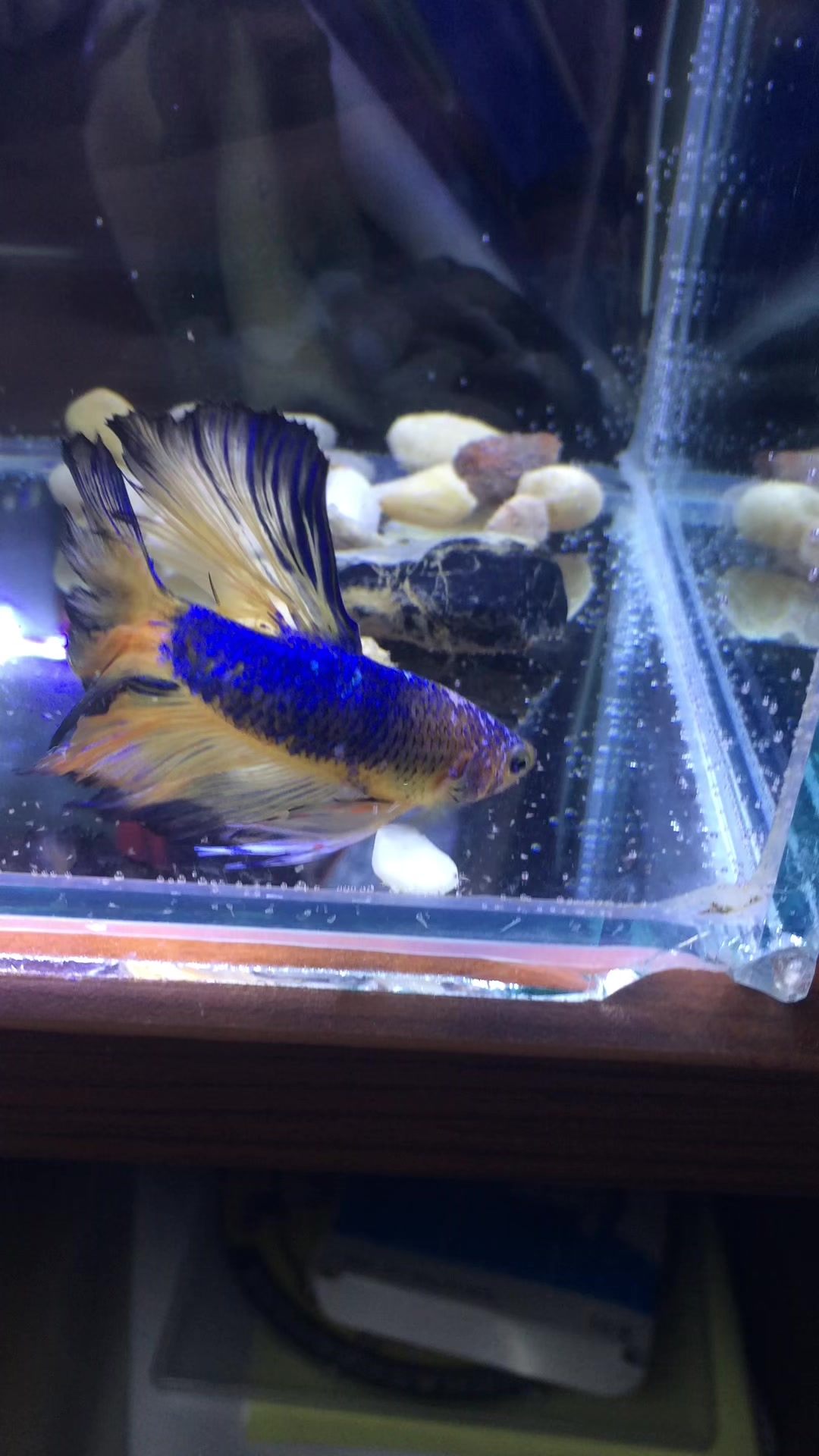 漂亮的斗鱼,别羡慕,后来都养死了,缸太亮肯定有问题