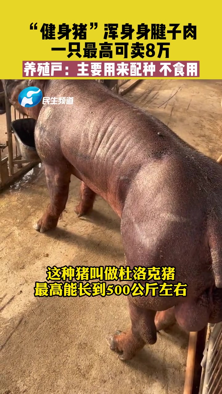 3月8日(发布),云南保山,“健身猪”浑身身腱子肉,一只最高可卖8万,养殖户:主要用来配种