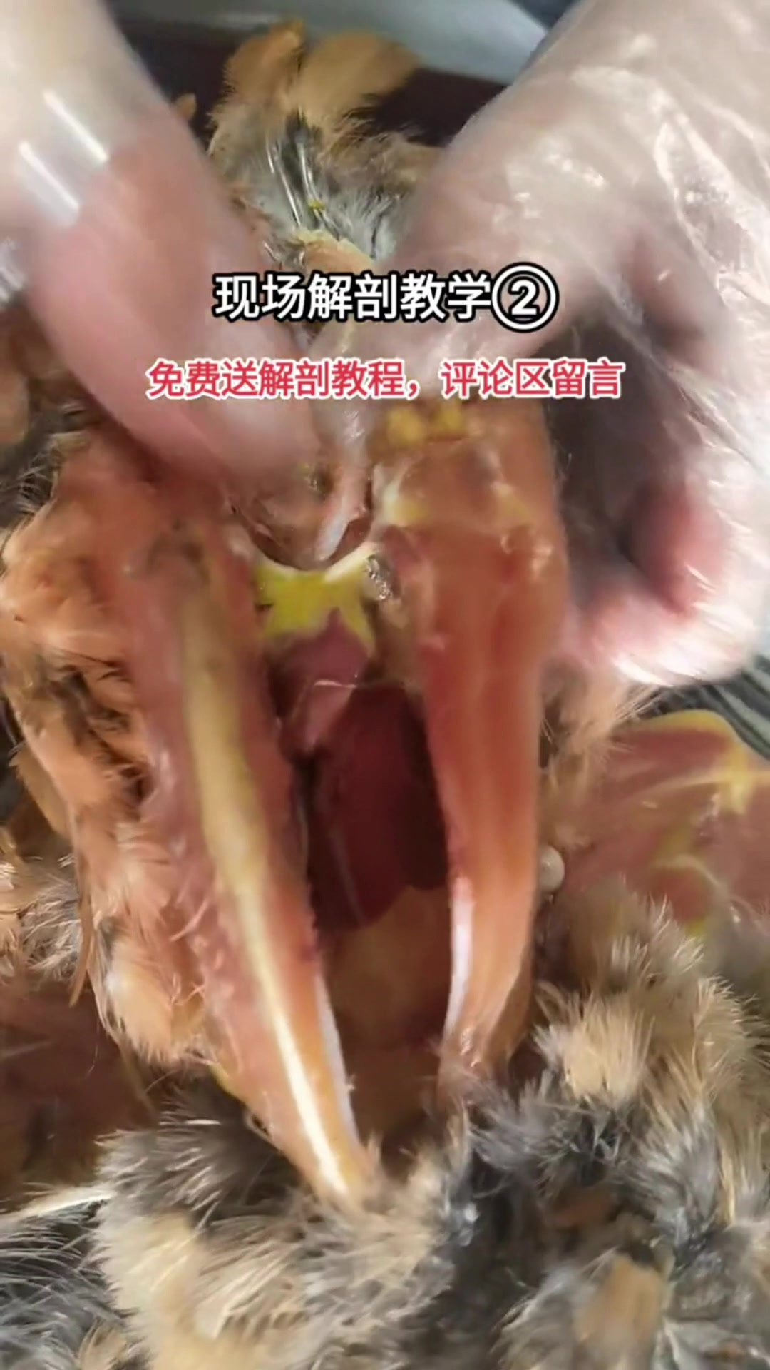 鸡如何解剖2,家禽如何正确解剖2,鸡解剖教程2。