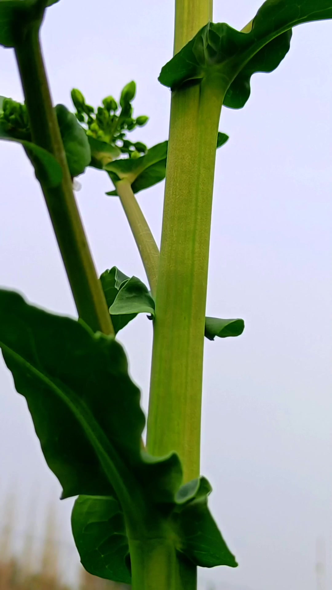 油菜花的诗句和经典话语