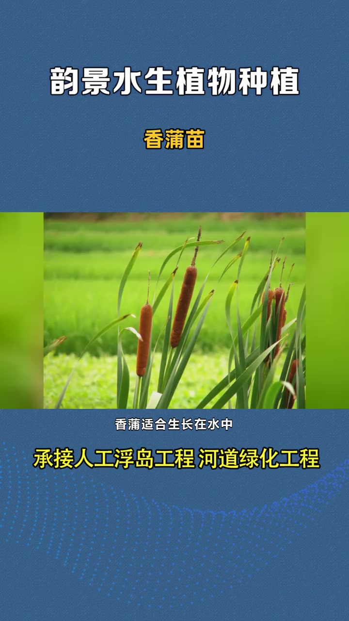 香蒲种子 香蒲苗 香蒲种子