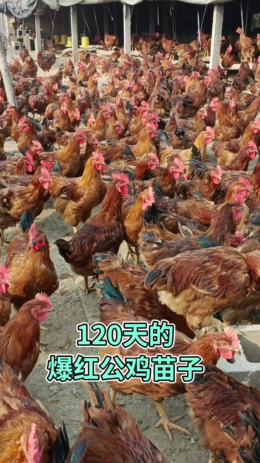 120天的爆红公鸡苗子
