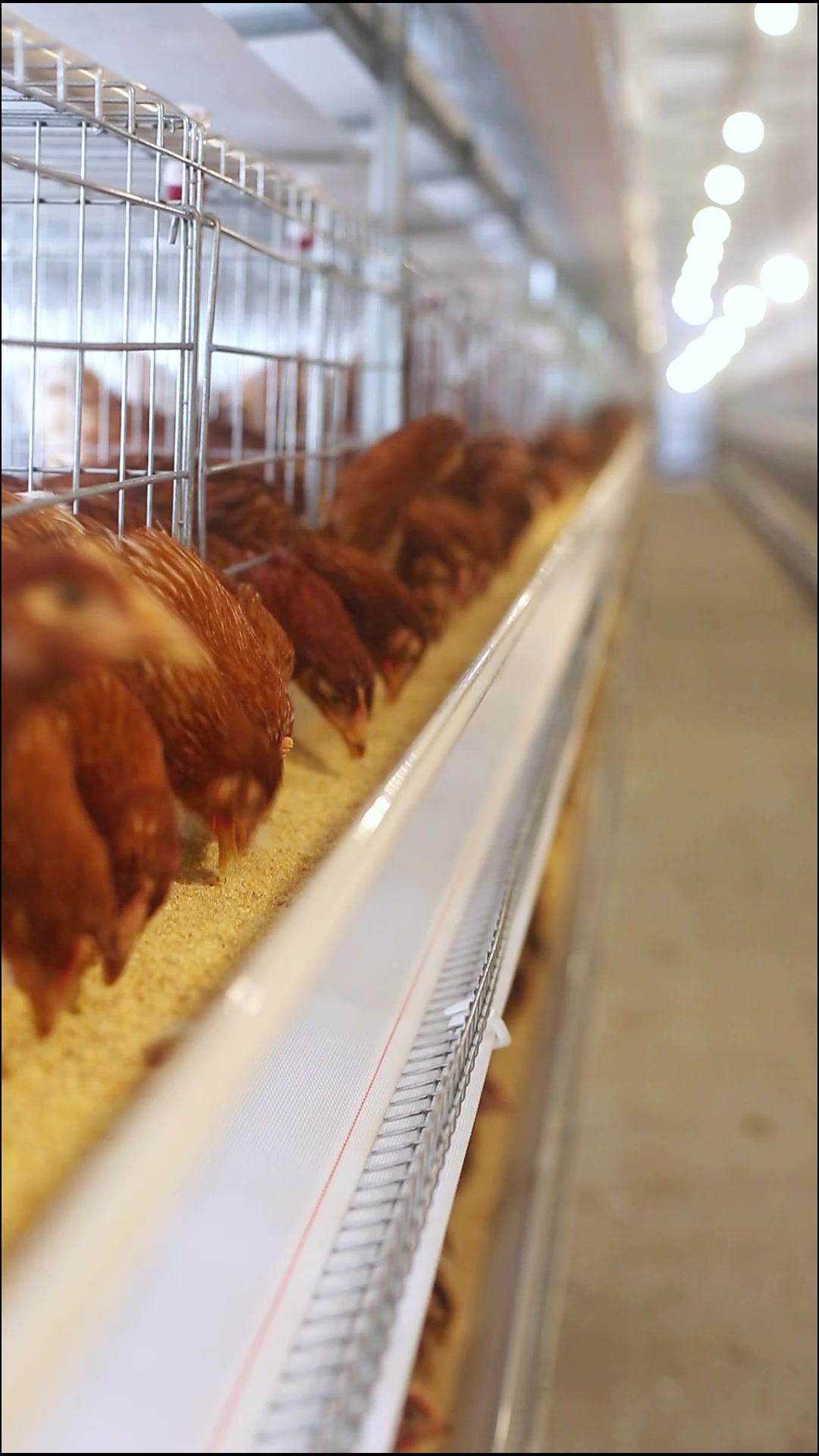 大层叠蛋鸡笼 蛋鸡笼养设备养鸡设备厂