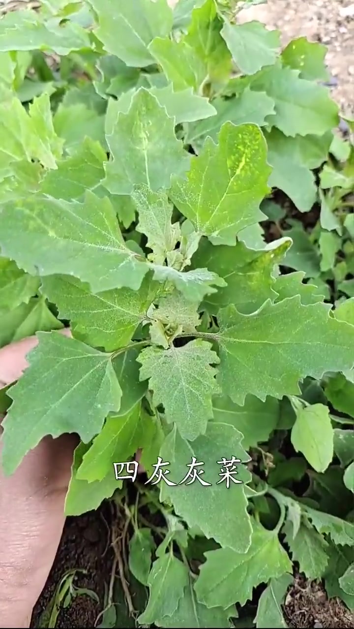 这些野菜不仅人能吃,兔子也能吃 知识分享 农村生活 巴波一号