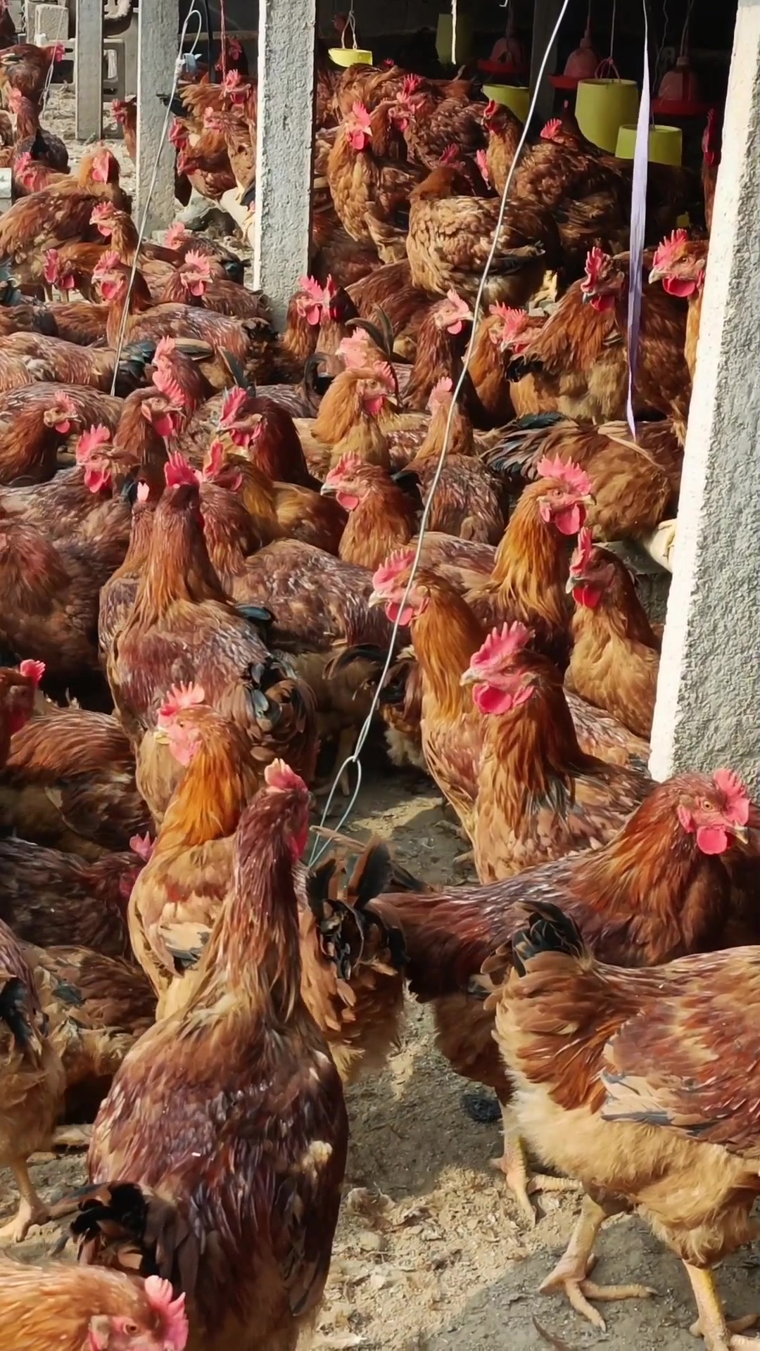 九斤四季红,6斤重大红公鸡