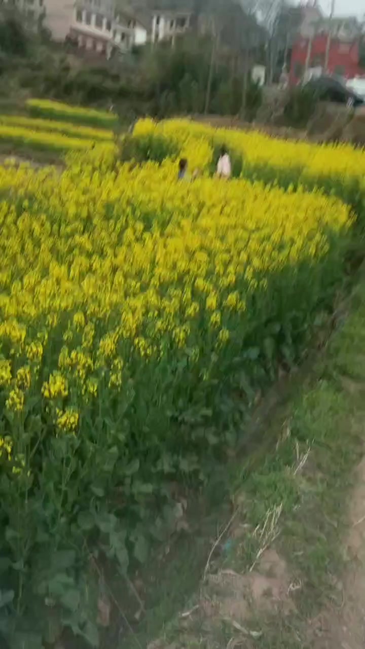 祝三八节快乐,带小孩看油菜花。