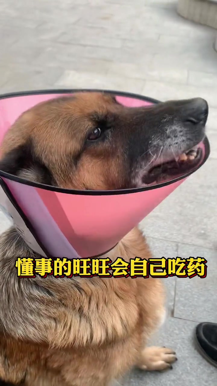 被领养的退役警犬旺旺左眼长了肉瘤,领养人带旺旺去做手术切除并悉心照料。训导员因公务繁忙并没