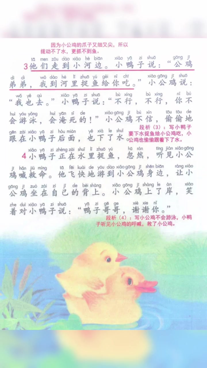 一年级 一年级下册《小公鸡和小鸭子》课堂笔记 小公鸡和小鸭子 家长收藏孩子受益