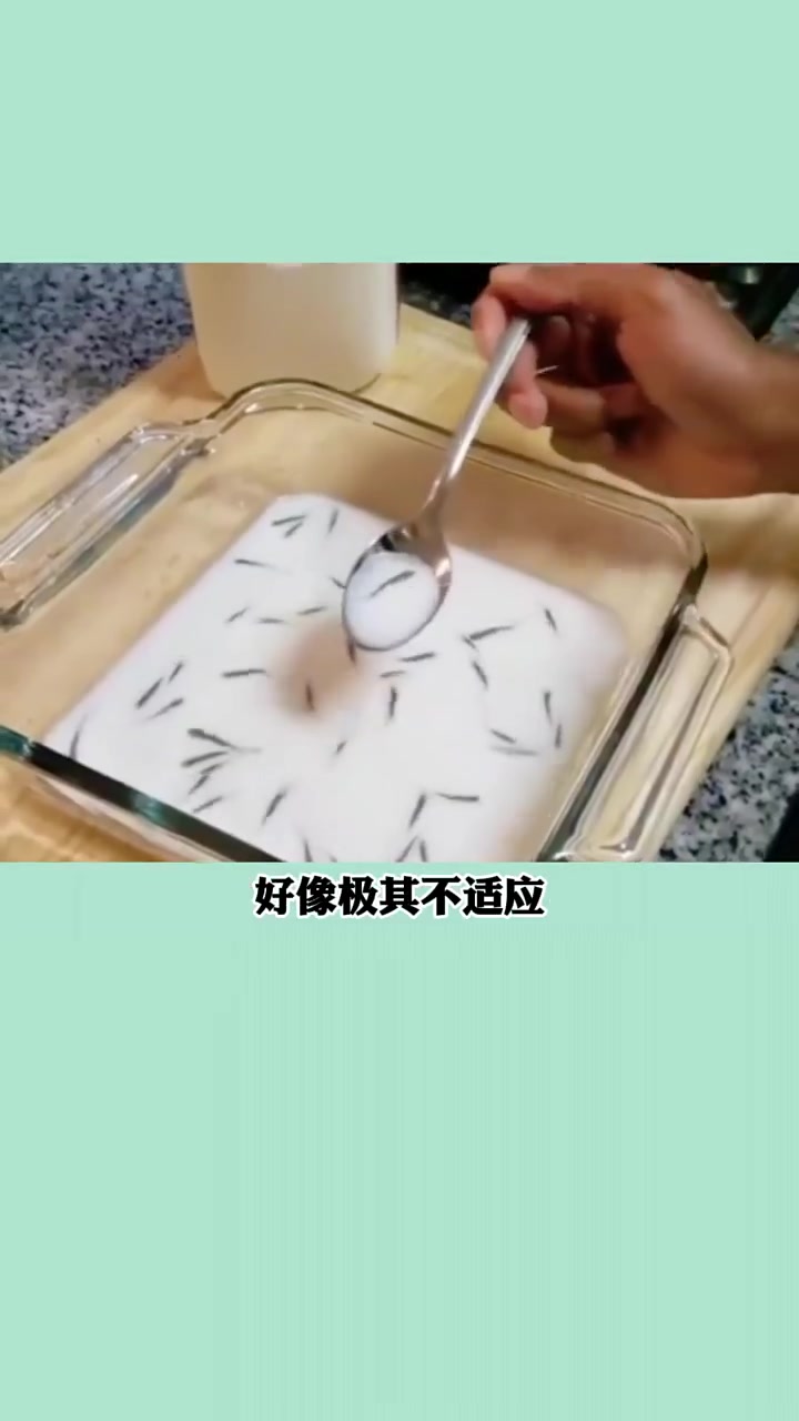 你见过牛奶养鱼吗?结果让你惊掉下巴