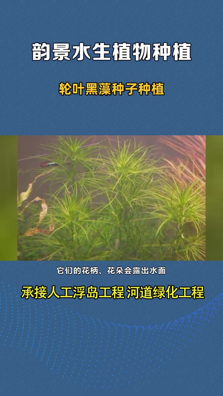改良四季常绿苦草 轮叶黑藻种子种植 沉水植物轮叶黑藻