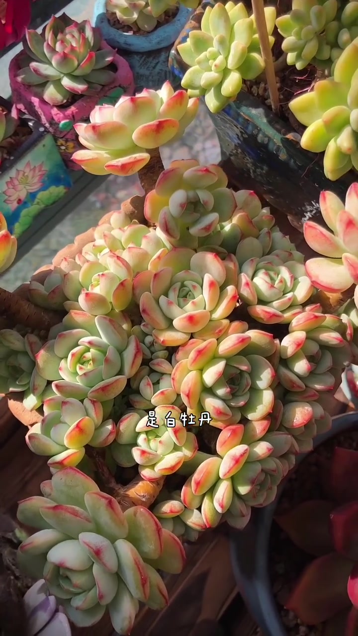 刚养多肉的那两年,什么便宜买什么,感觉什么好看买什么,说说你们都掉进肉坑几年啦?