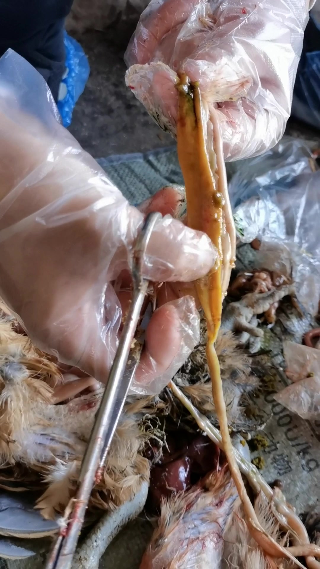 鸡新城疫剖检症状