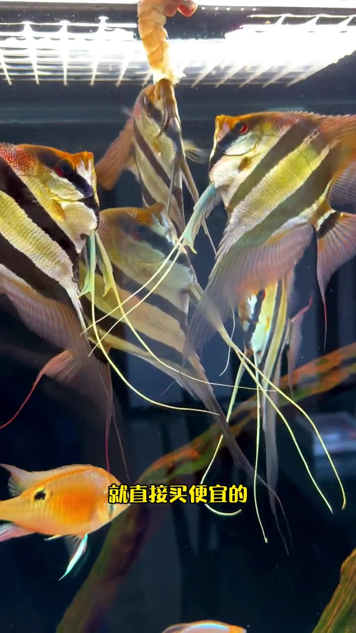 野生埃及和人工埃及怎么区分?埃及神仙鱼 观赏鱼 南美缸 养鱼日记