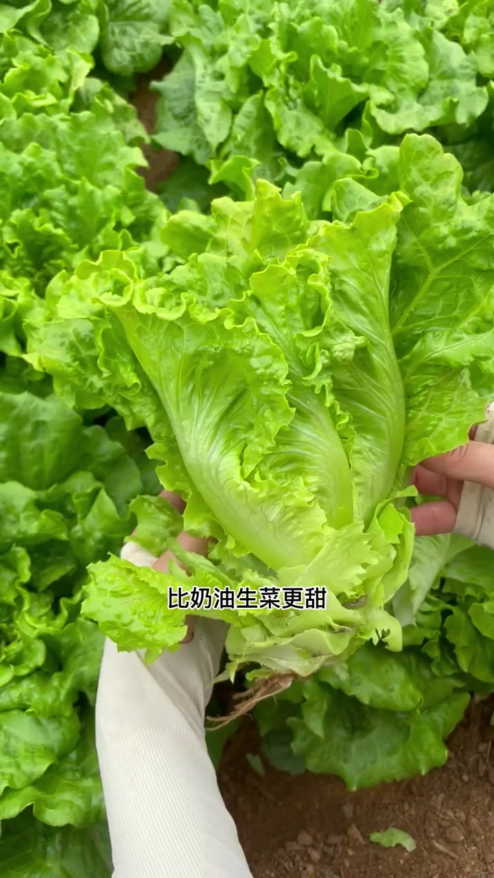 春天一定要种一些意大利生菜哦,脆嫩不苦 田园生活 我的小菜园 家庭种植 种菜 蔬菜种植