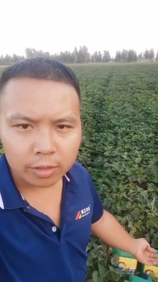 红薯的一生,从种植到收获,农民不易