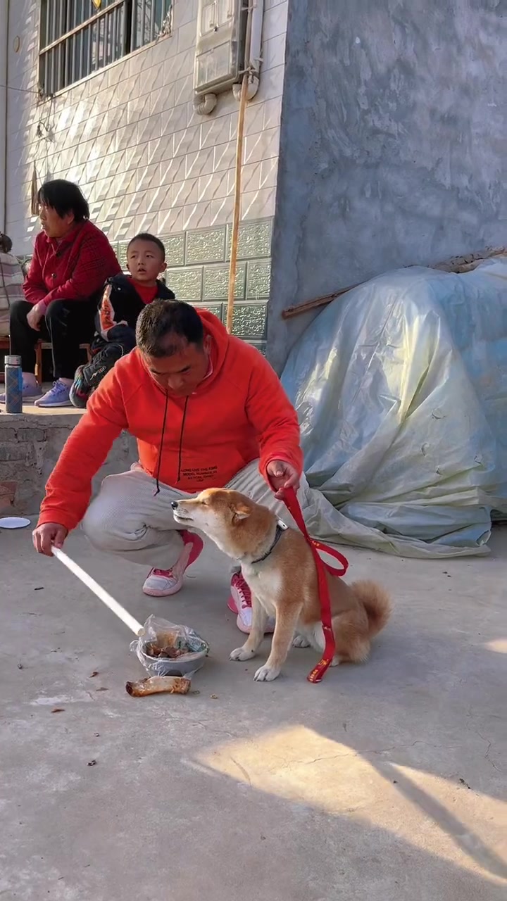 第八集:倔犟护食的柴犬金宝还是没有抵住美食的诱惑开始接受我给予的食物 柴犬 西安训犬学校