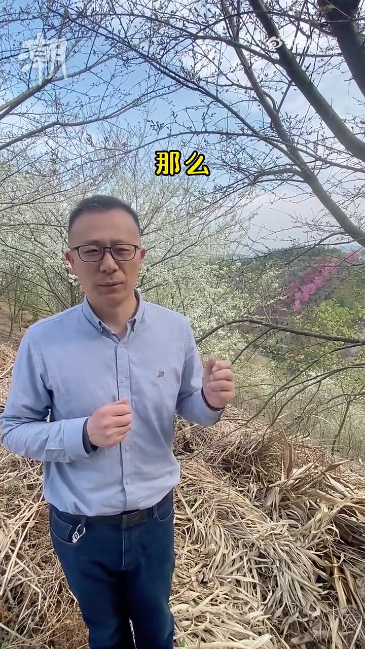 「浙江选育出了螺蛳粉樱花,你想闻闻嘛?」这两天,大家都在赏樱花,市面上的樱花,主要是日本引