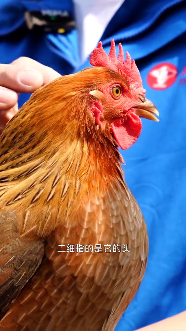 学嘢啦~教你如何分辨正宗清远鸡~ 美食 三农 清远鸡