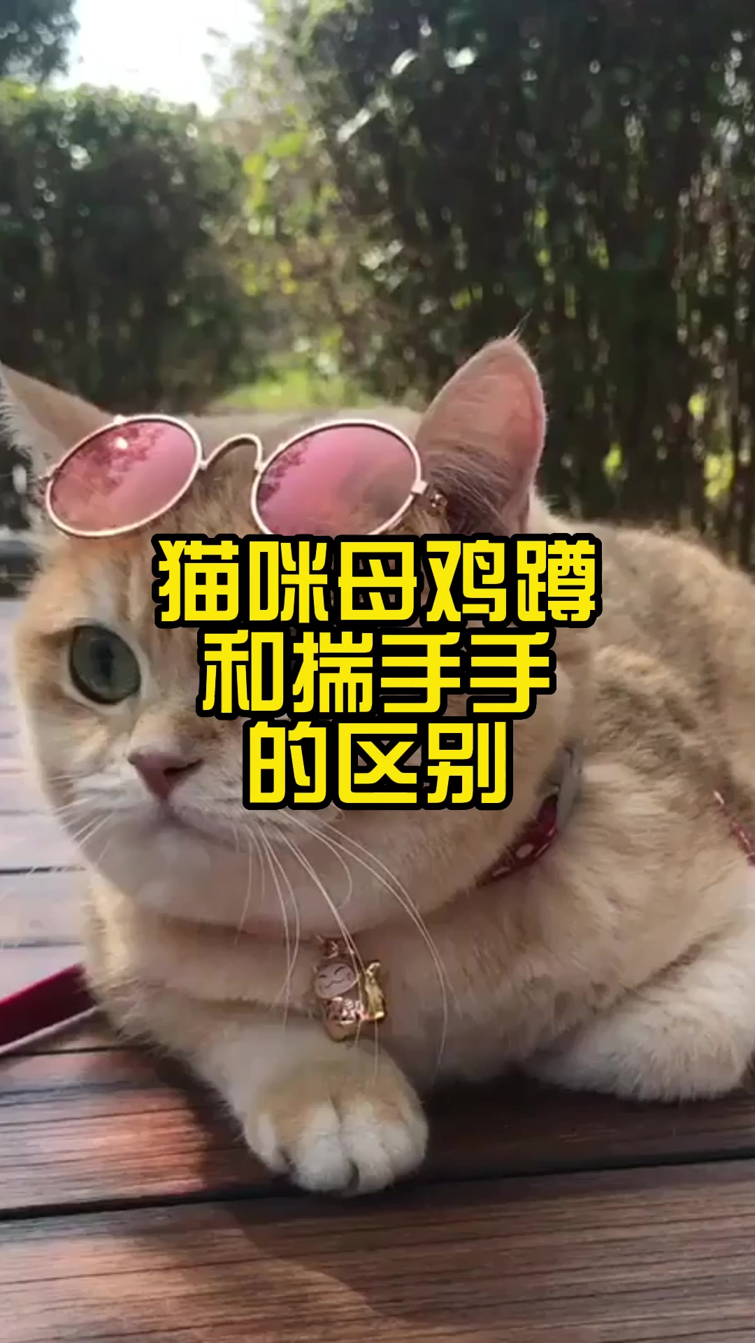 猫咪母鸡蹲和揣手手的区别