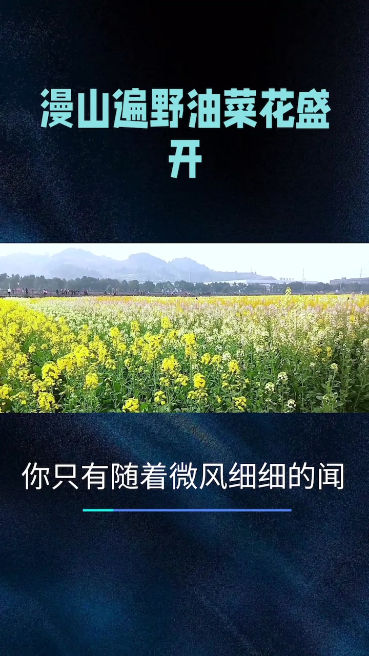 漫山遍野金灿灿油菜花盛开