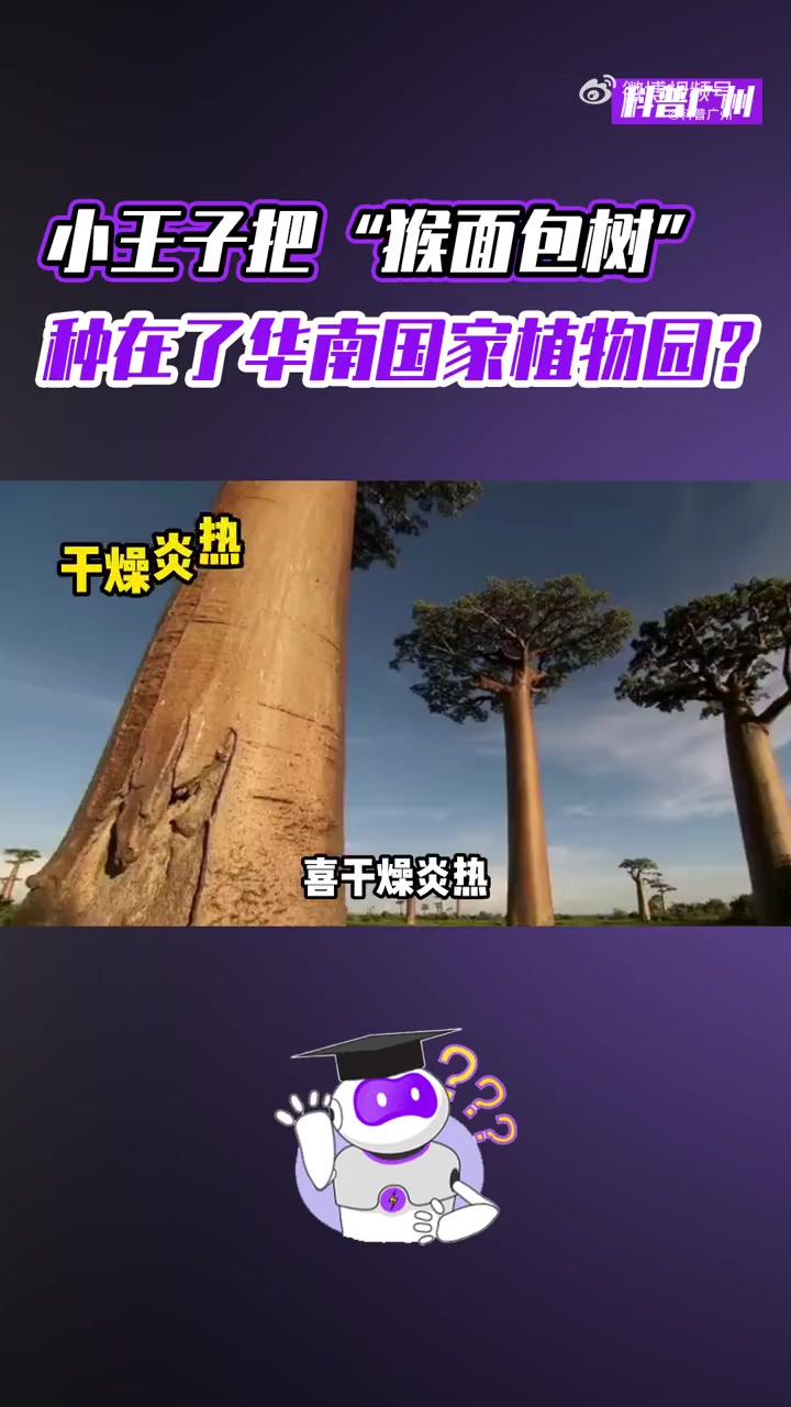 在B612星球被视为头号威胁的猴面包树,其实浑身是宝?猴面包树