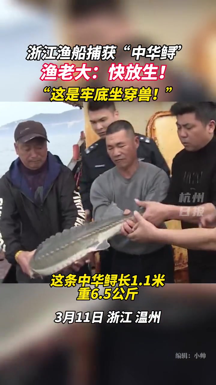 3月11日,浙江温州苍南海域,一渔船捕获一条“怪鱼”……渔老大:快放生!这是……中华鲟 捕