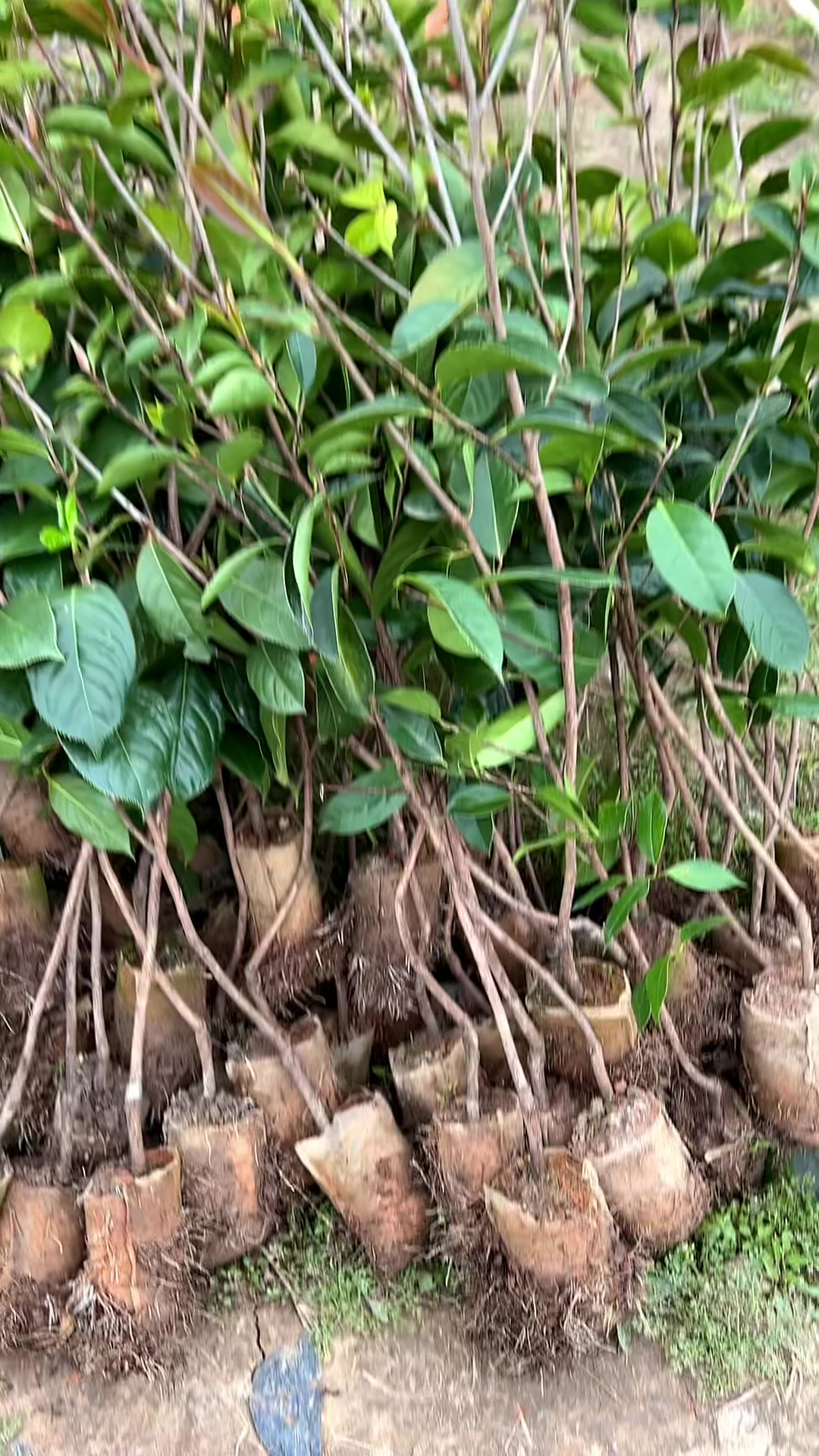 零售35元一株的大果红花油茶嫁接苗热销湖南江西福建云南贵州