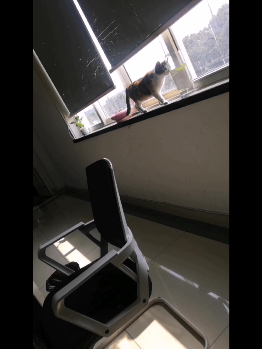 春天里的猫和鱼!!!