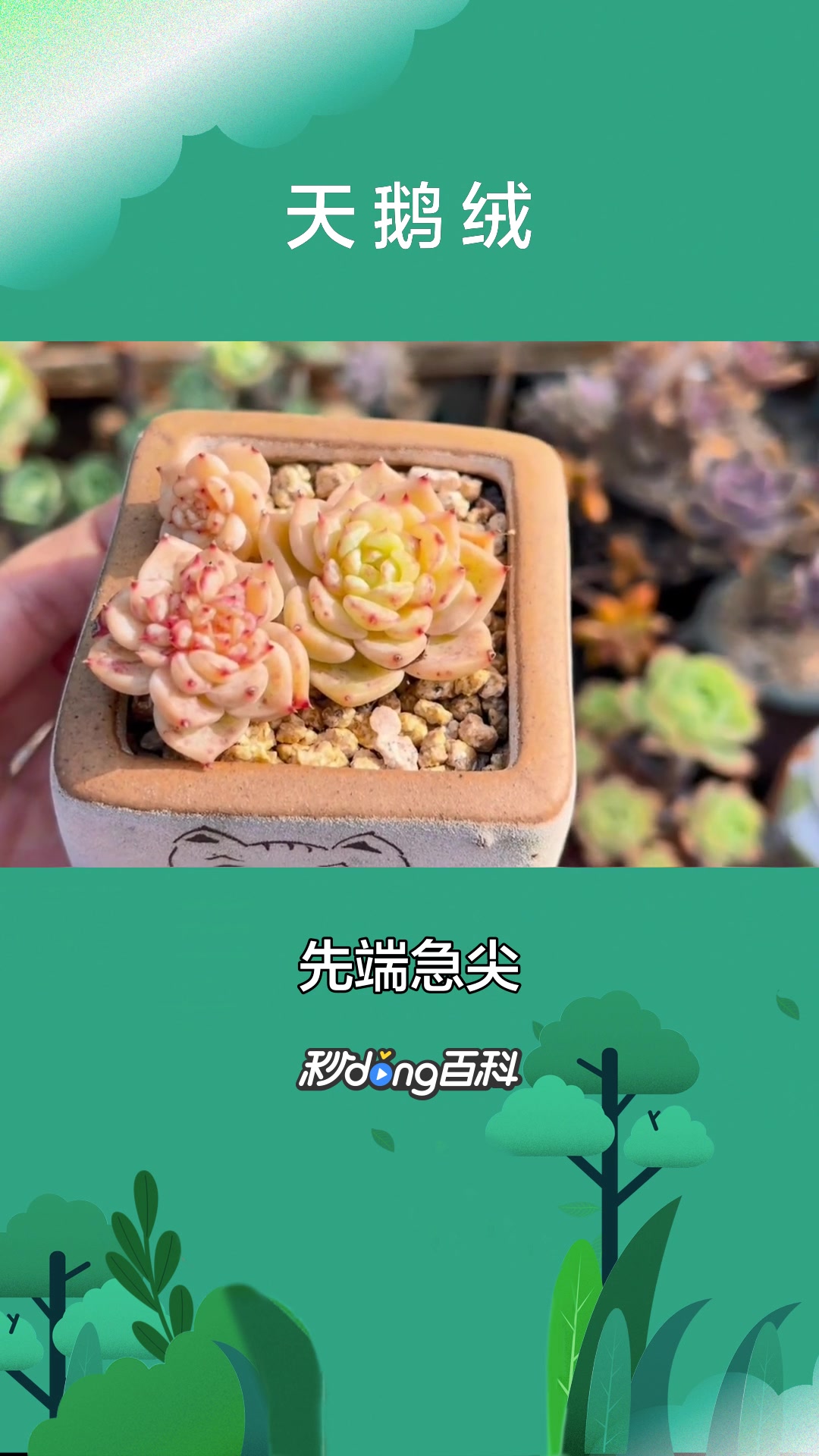 一分钟了解植物天鹅绒